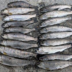 ウキ釣りで数稼ぎ